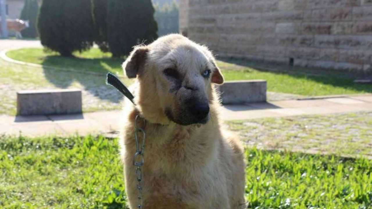 Kanser hastası köpeğin inanılmaz değişimi