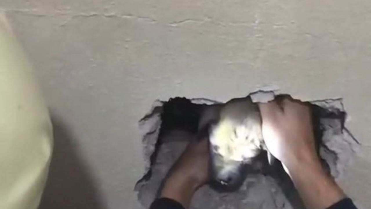 İki bina arasına sıkışan yavru köpeğe kurtarma operasyonu