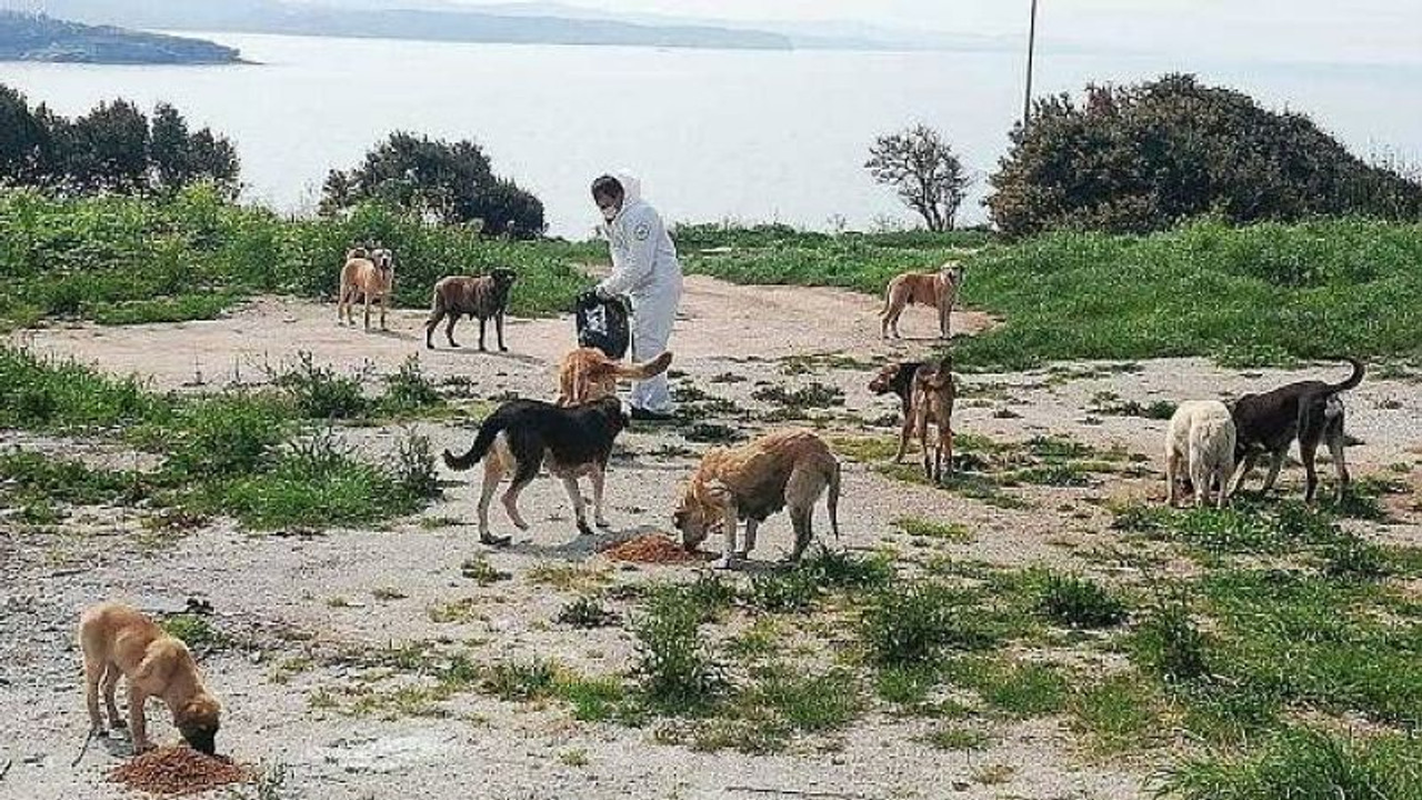 “Belediyelere desteğe hazırız” İlçelerde sokak hayvanlarını toplayacaklar
