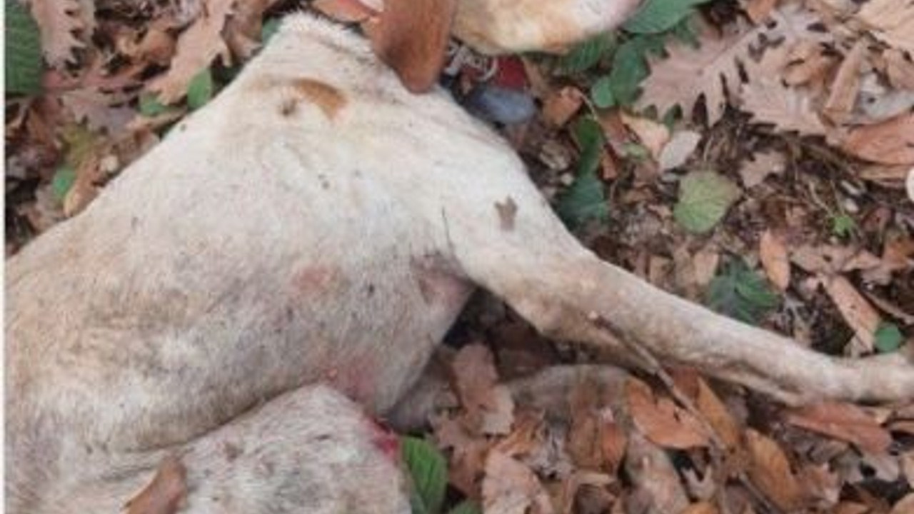 30 metre derinlikten düşen köpeğe kurtarma operasyonu