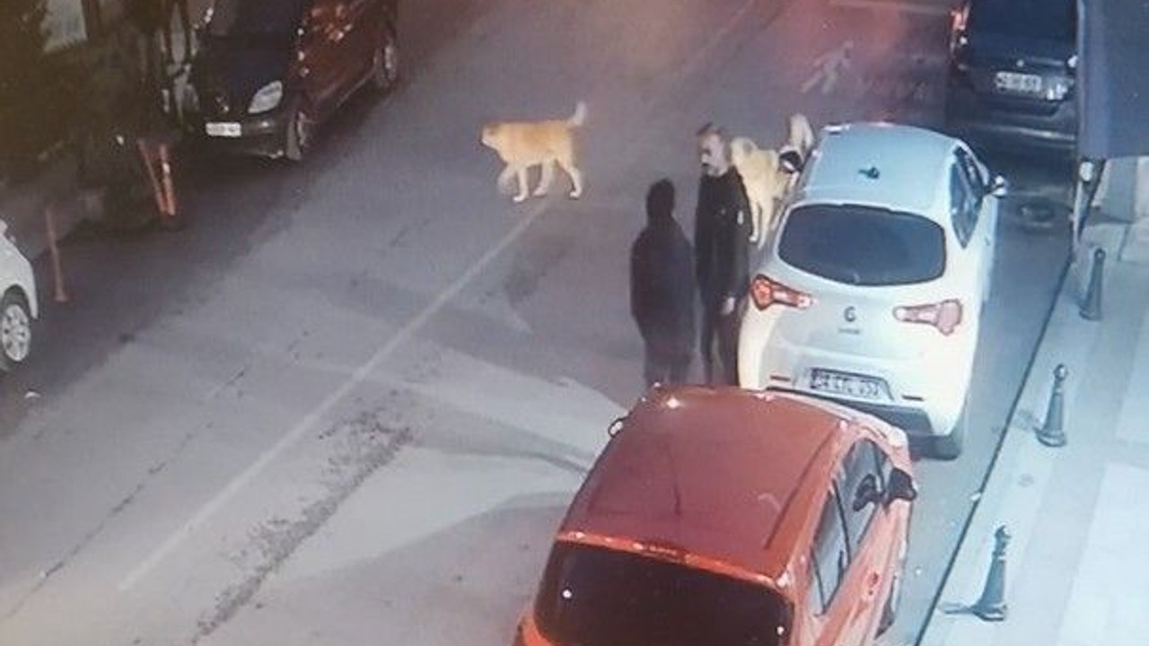 5 sokak köpeği, yolda yürüyen çocuğa saldırdı!