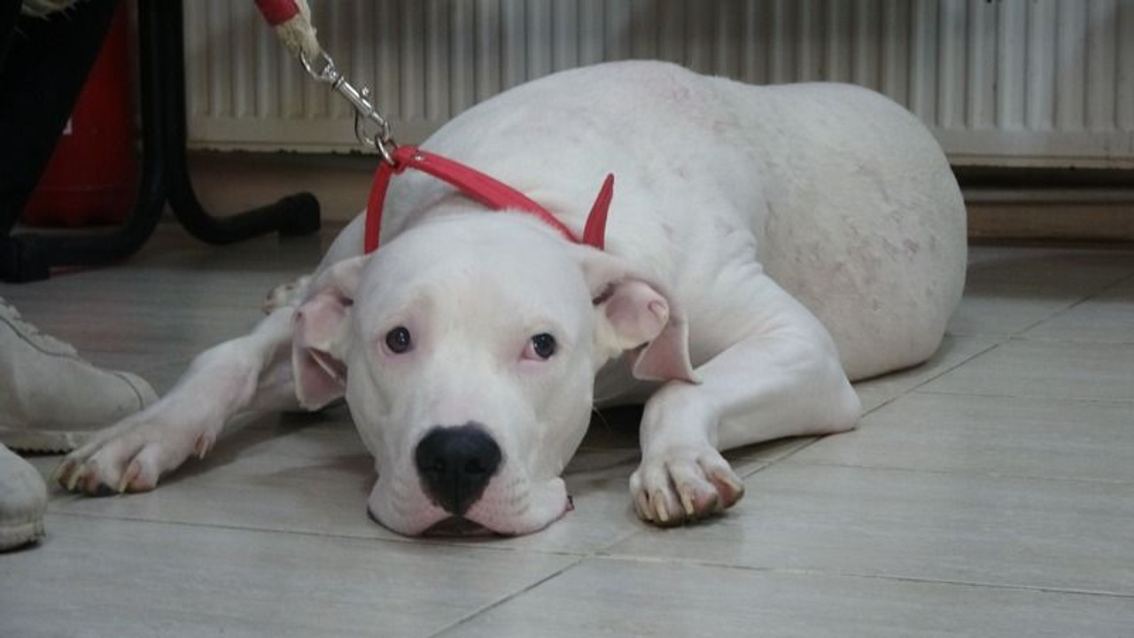 Kocaeli'de bakın kaç yasaklı köpek kayıt altına alındı?