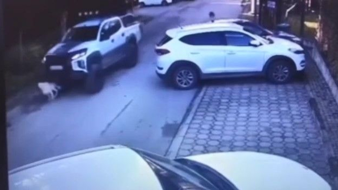 Vicdansız sürücü köpeği göz göre göre ezdi!