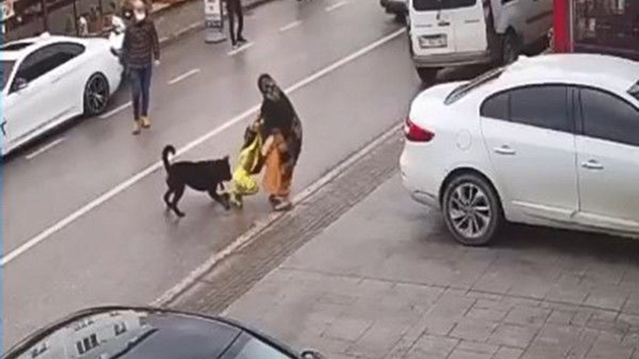 Köpek üzerine koştu, kucağındaki çocuğu düşürdü!