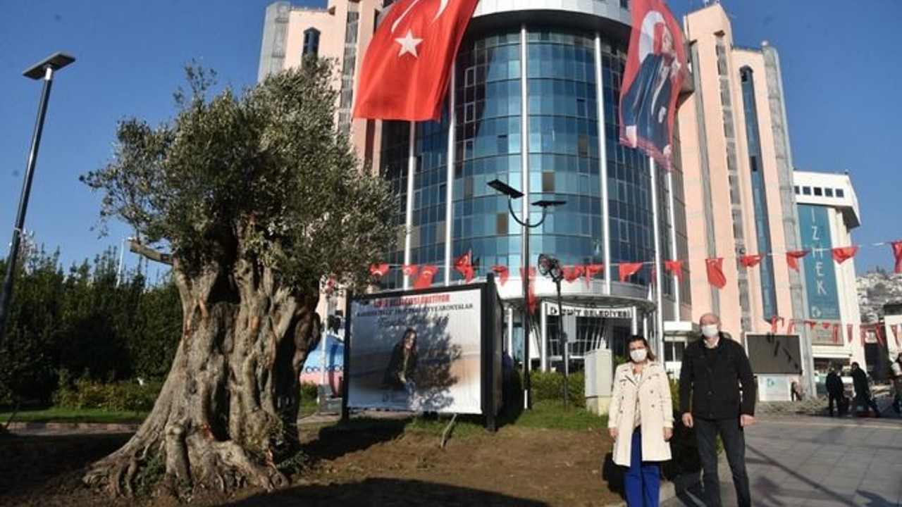 Hürriyet zeytinliklerin peşini bırakmıyor!
