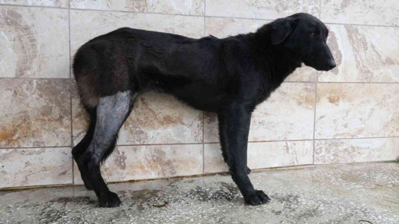 Silahla vurularak yaralanan köpek Patilik’te iyileşti
