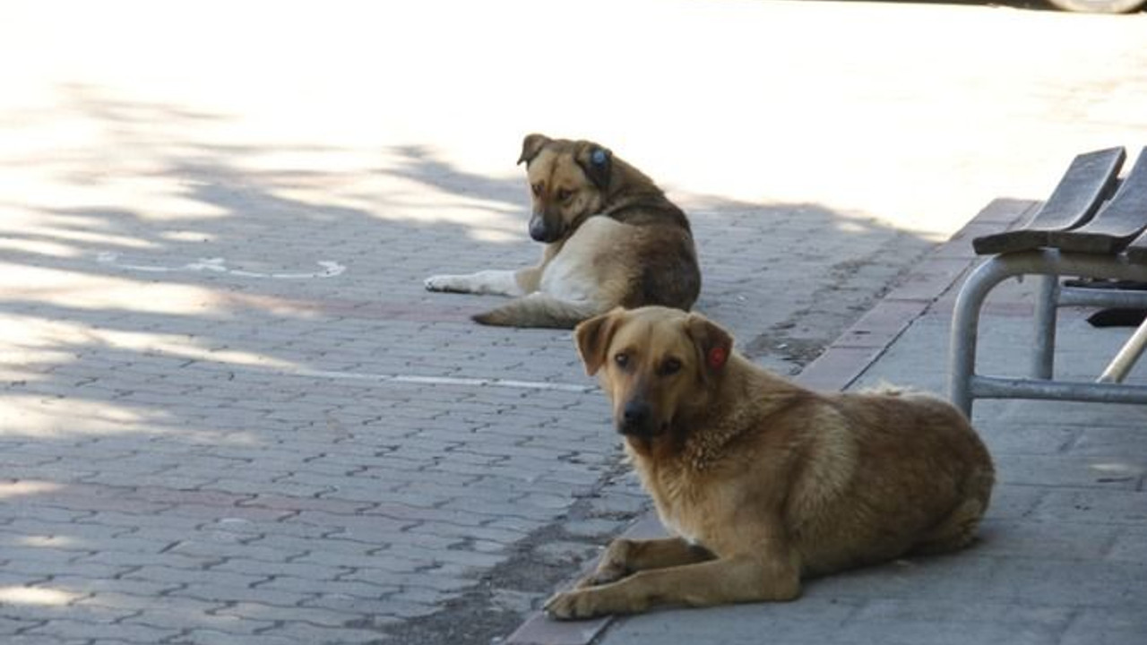 Üniversite kampüsündeki köpekler ÖĞRENCİLERİN KABUSU OLDU