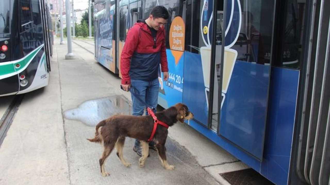 Tramvayın kaçak yolcusu artık belediyenin kadrolu personeli
