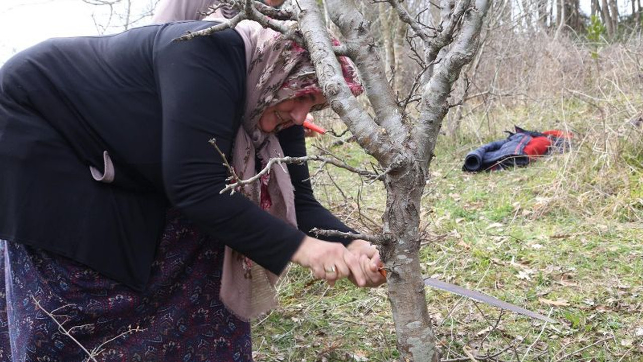 Meyve ağaçlarında aşılama ve budama nasıl olmalı?