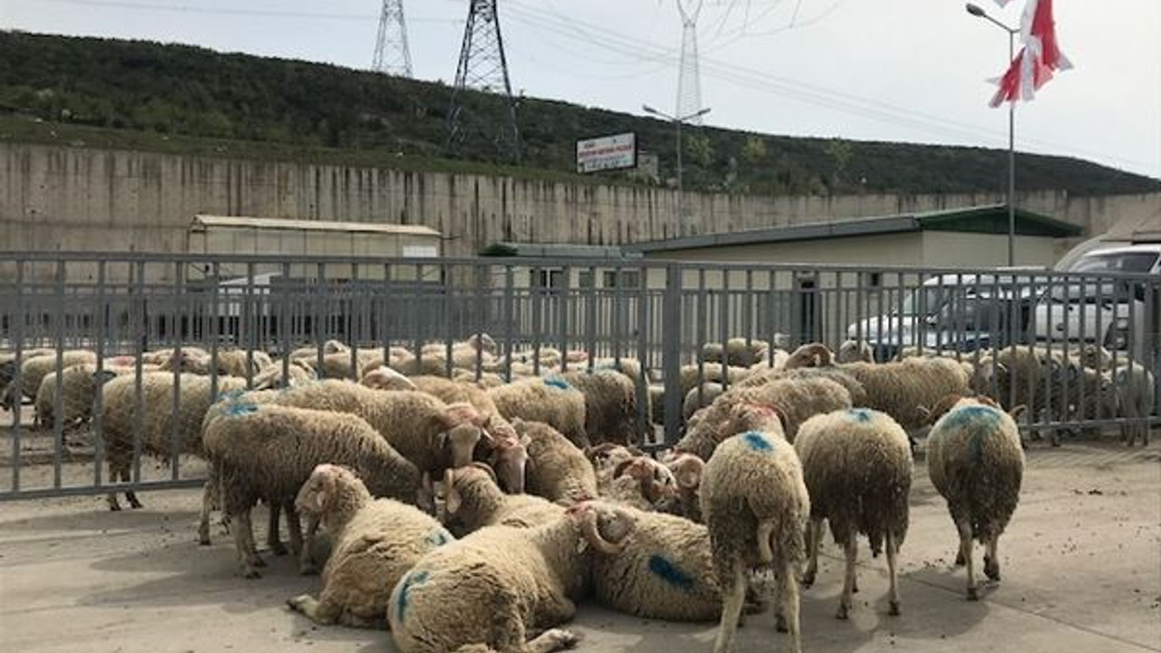İzmit Belediyesi’nden 20 aileye 100 küçükbaş! “İzmitli çocuklar kuzu görmeden büyüyor”