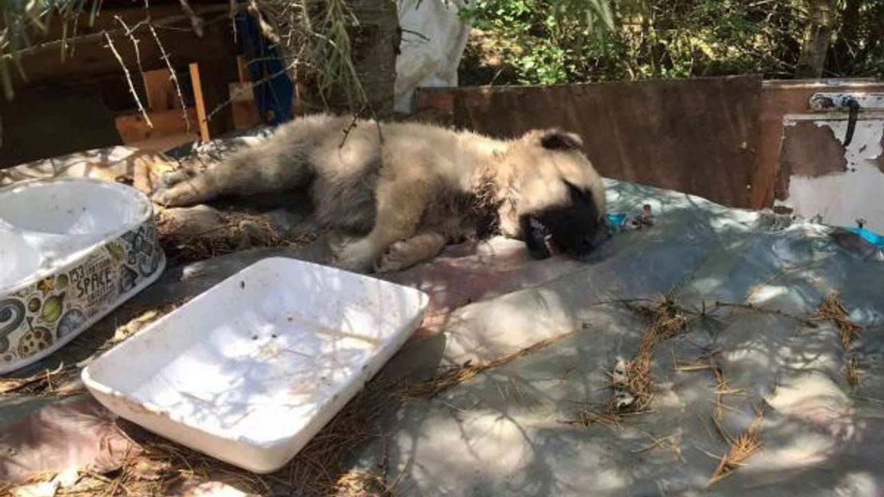 Ormanlık alana atılan yeni doğmuş köpekler telef oldu