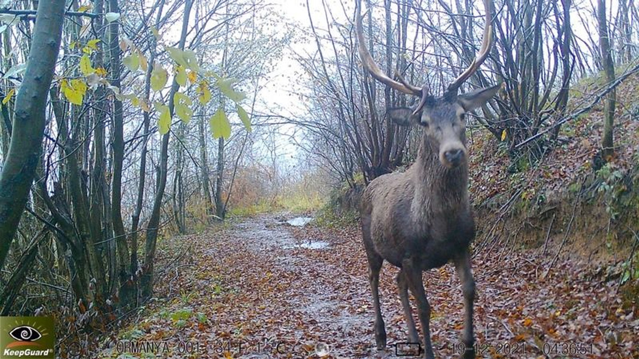 Ormanya’nın yaban hayatı foto kapanlara yansıdı