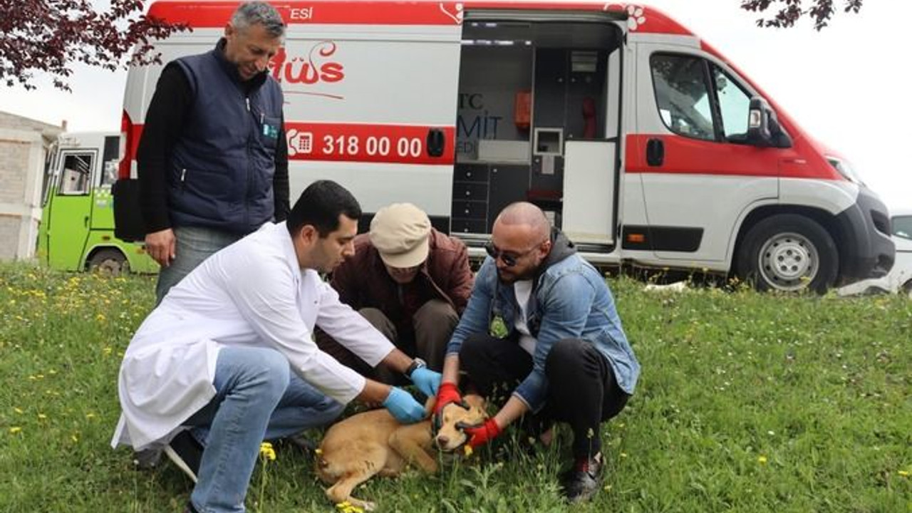 Başka ilçelerden İzmit’e başıboş köpekleri kim bırakıyor?