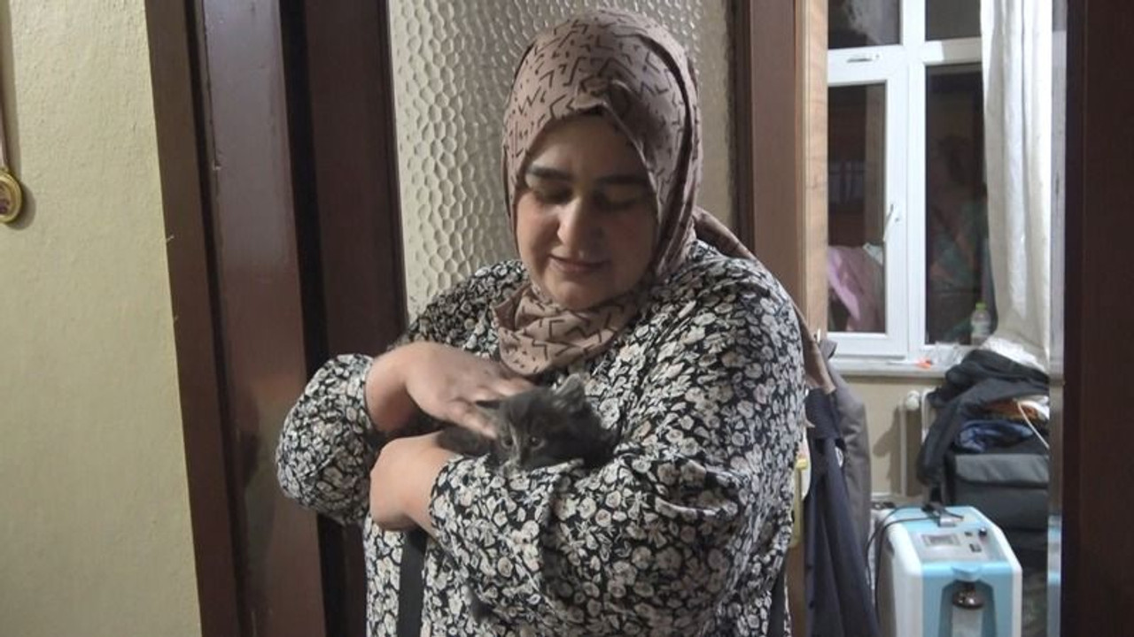 Kurtarılan yavru kedi yeni yuvasına kavuştu