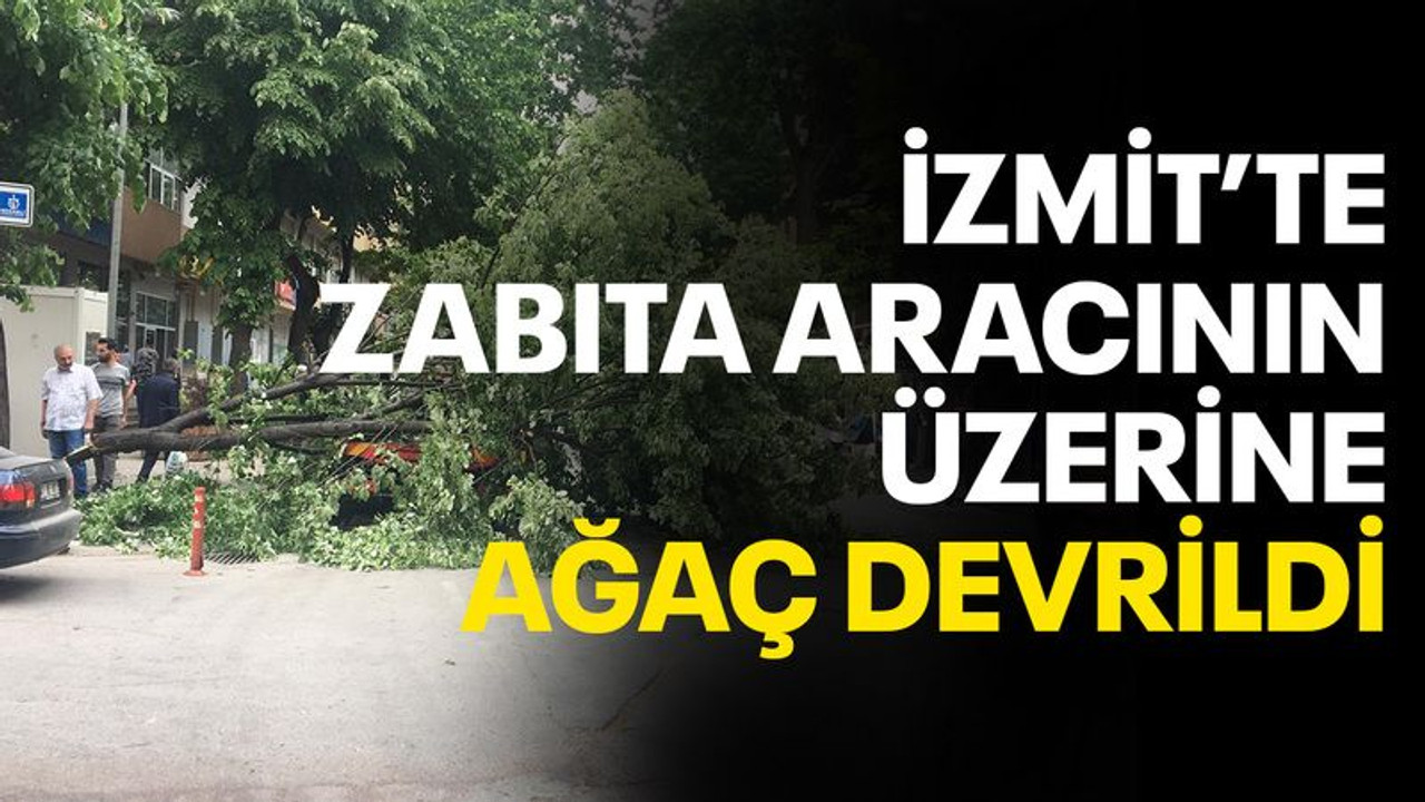 İzmit’te zabıta aracının üzerine ağaç devrildi