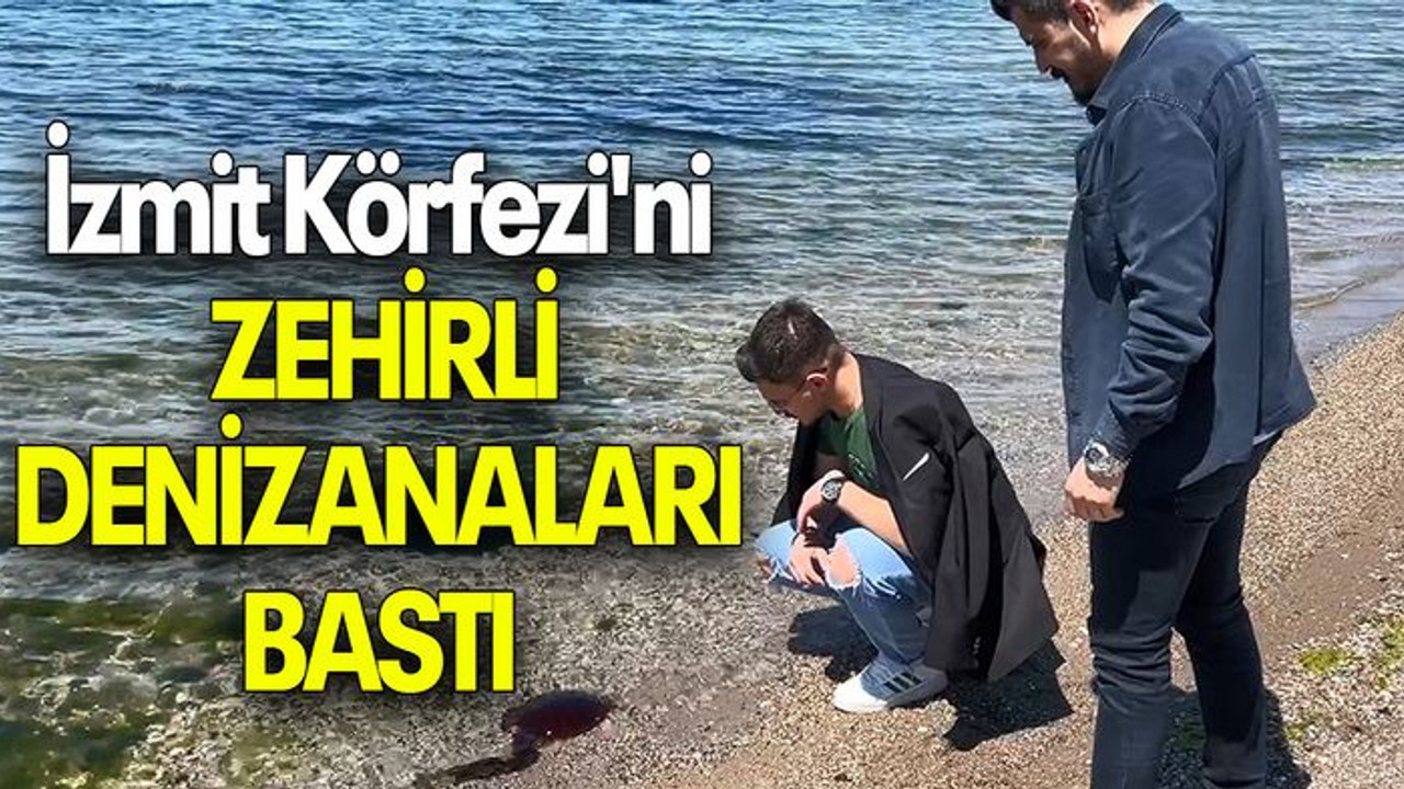 İzmit Körfezi'ni ZEHİRLİ DENİZANALARI BASTI