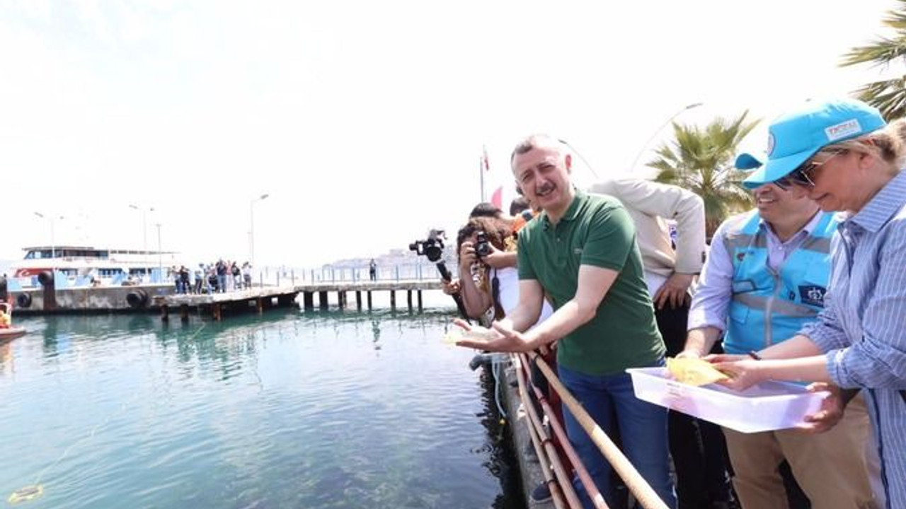 Binlerce yavru balık İzmit Körfezi’ne salındı