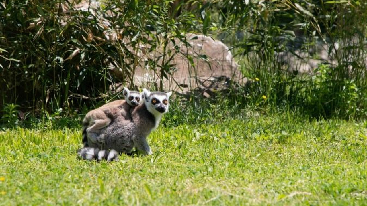 Yavru lemur Ormanya ailesine katıldı