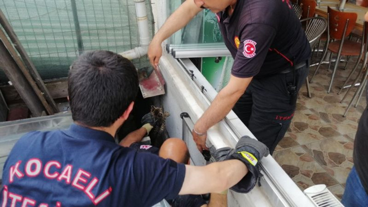 İki bina arasında mahsur kalan kediye kurtarma operasyonu