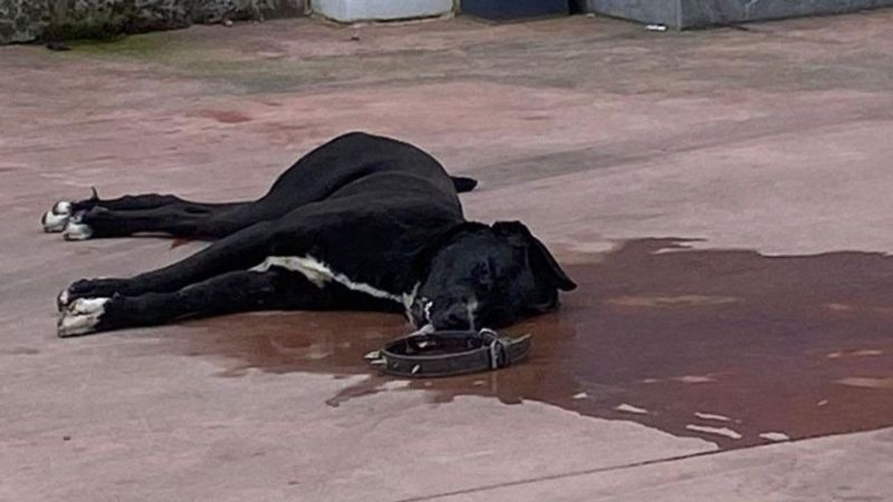 Köpeği demir çubuk ve tekmelerle döverek öldürdüler!