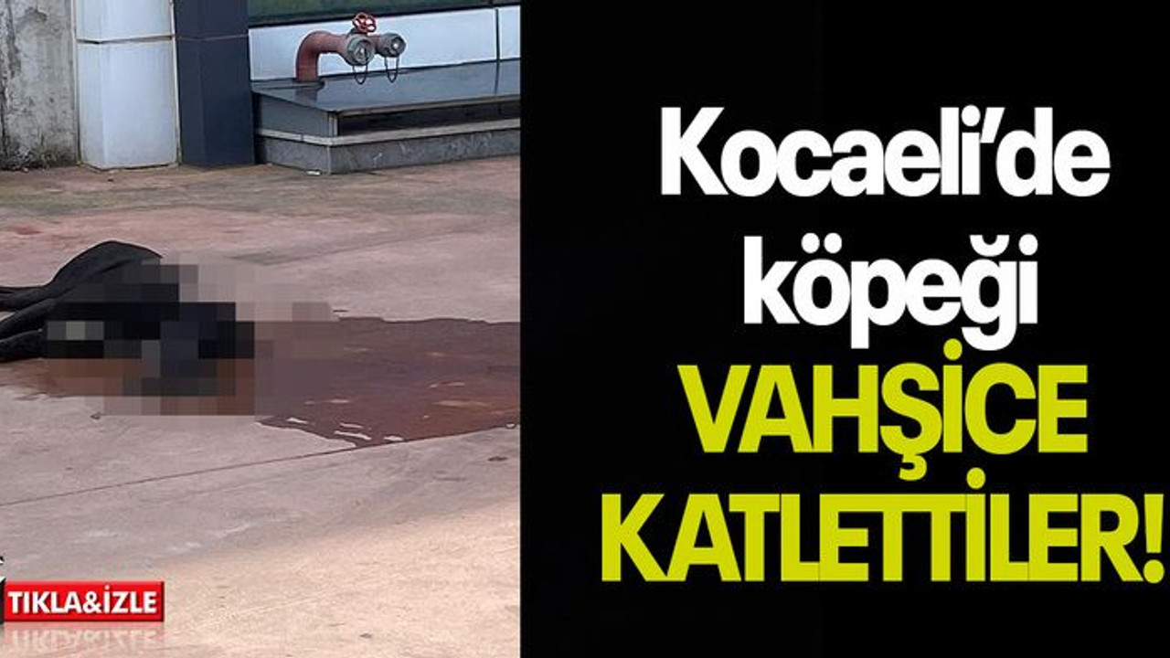 Kocaeli’de köpeği VAHŞİCE KATLETTİLER!