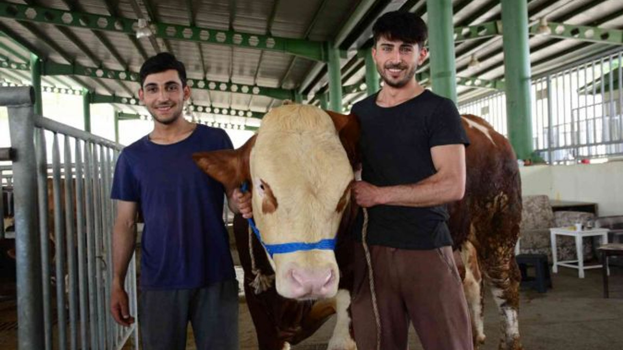 Hayvan pazarının gözdesi oldular