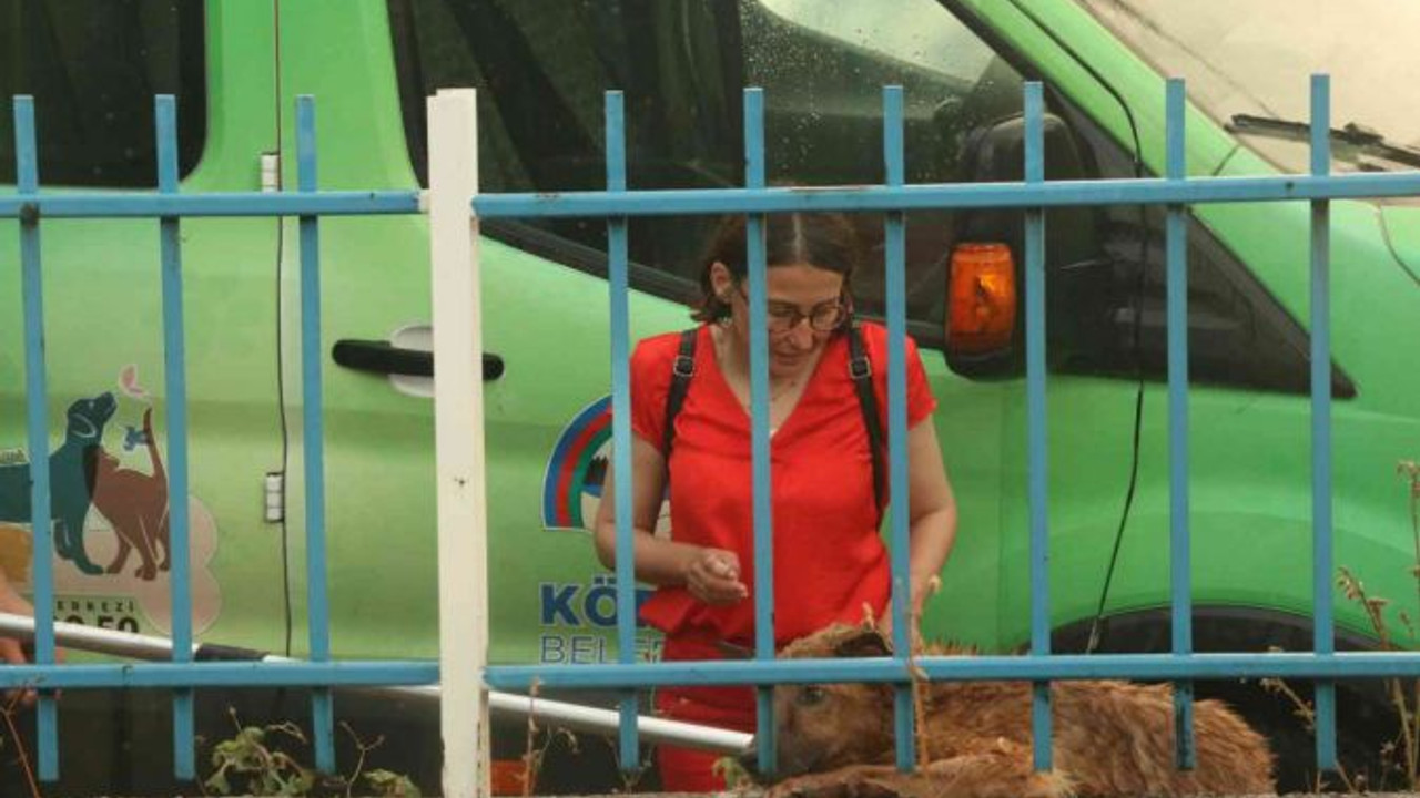 Derede mahsur kalan köpek, ekipleri peşinden koşturdu