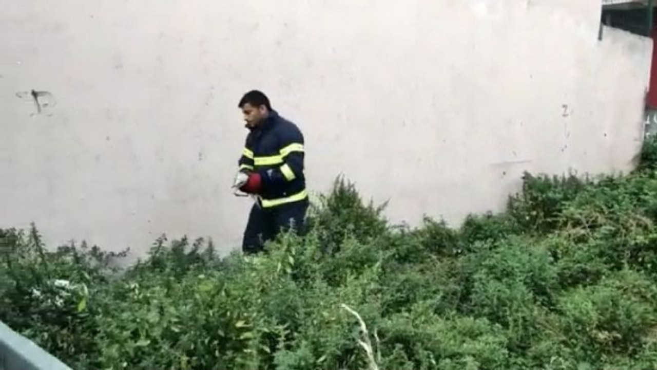 İzmit'te martı kurtarma operasyonu