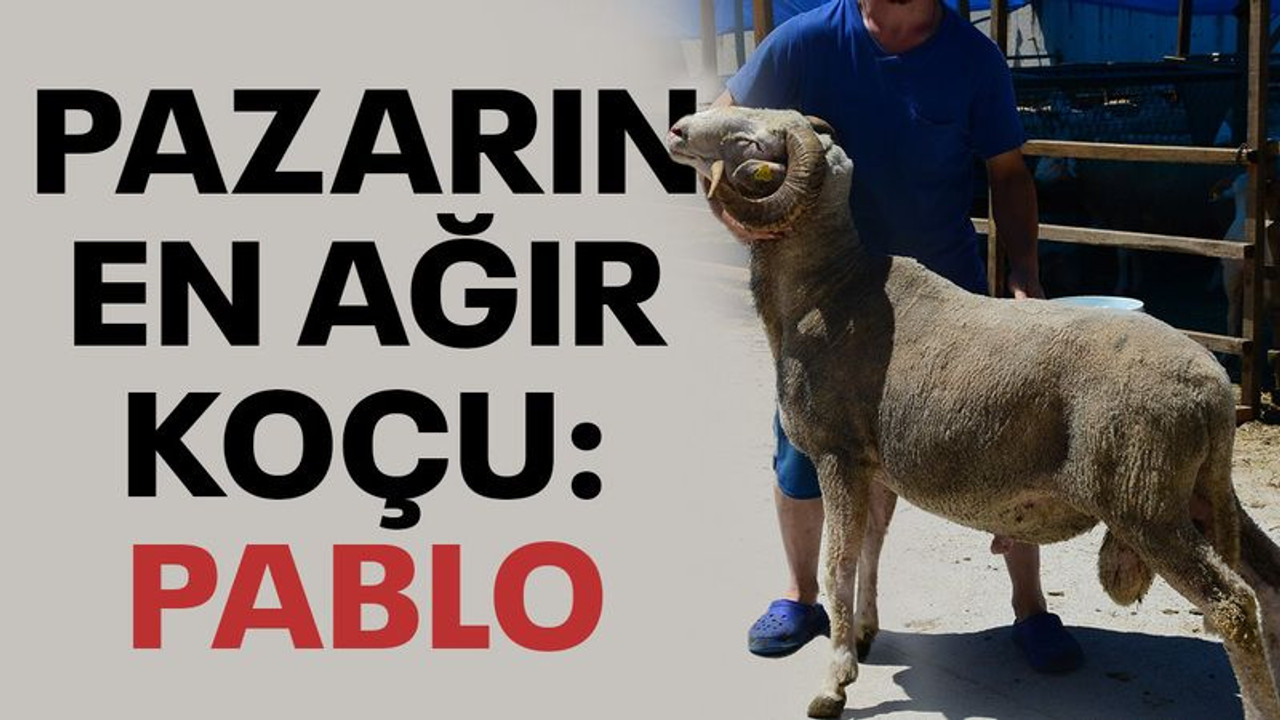 Pazarın en ağır koçu: "Pablo"
