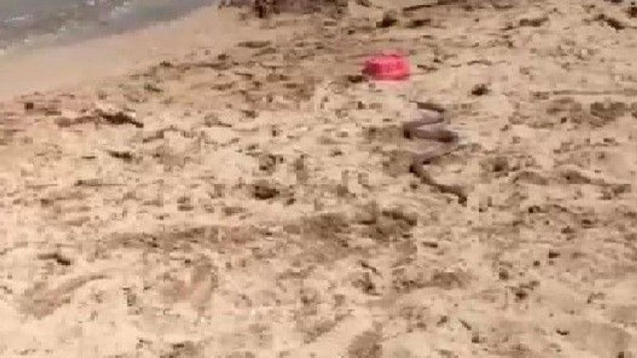 Plajda yılanla karışı karşıya gelen vatandaşlar şoka uğradı!