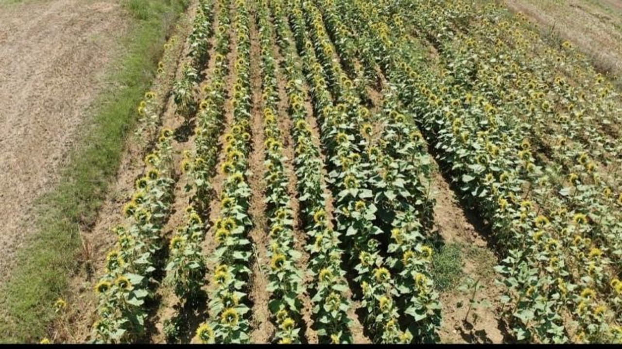 Ayçiçeği çayır tırtılı zararlısına karşı mücadele başladı