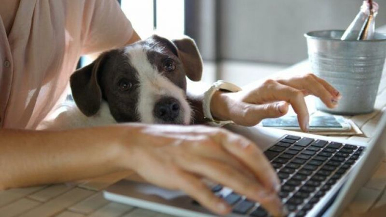 Köpekler hakkındaki ilginç araştırma… Niyetinizi anlıyorlar…