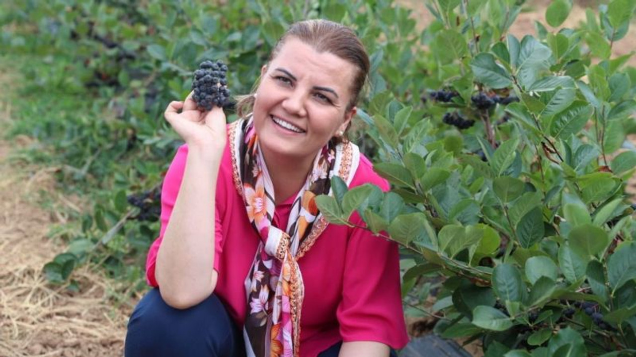 Atıl topraklar, “Süper meyve aronya” ile renklendi