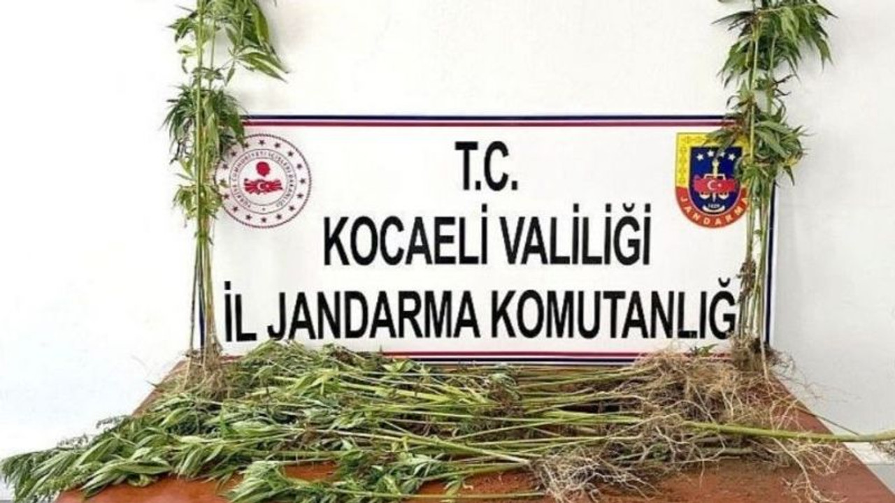 Ormanlık alana Hint keneviri ekmişler