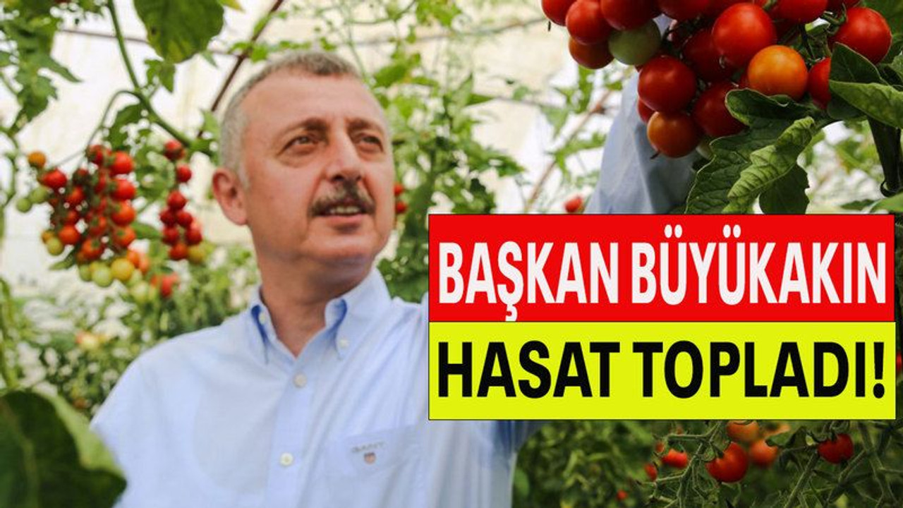 Başkan Büyükakın hasat topladı!
