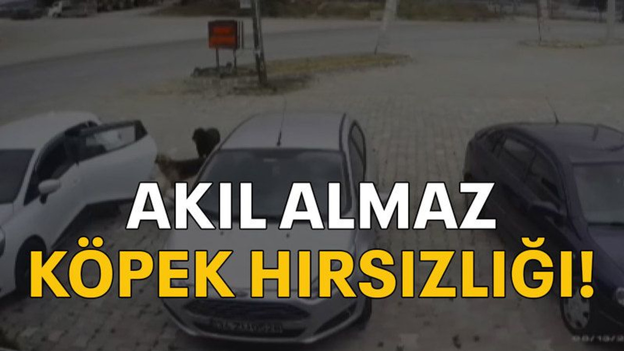 Akıl almaz köpek hırsızlığı!