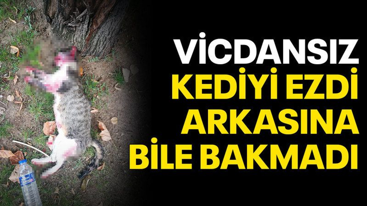 Vicdansız sürücü, kediyi ezdi, arkasına bile bakmadı
