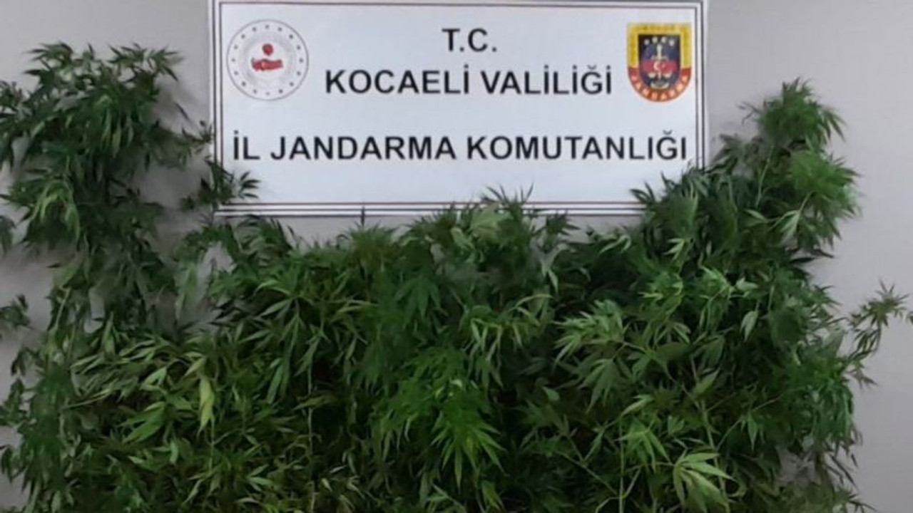 Kenevir yetiştiren şahıslara jandarma operasyonu!