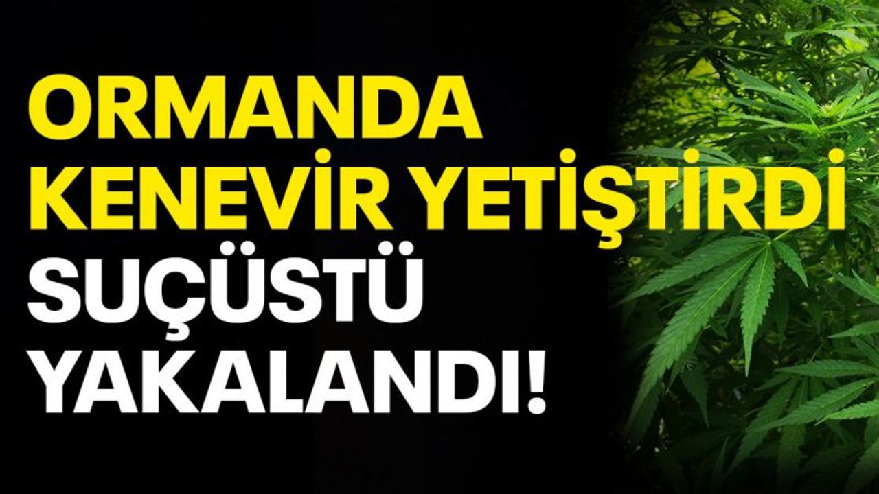 Ormanda kenevir yetiştirdi, suçüstü yakalandı