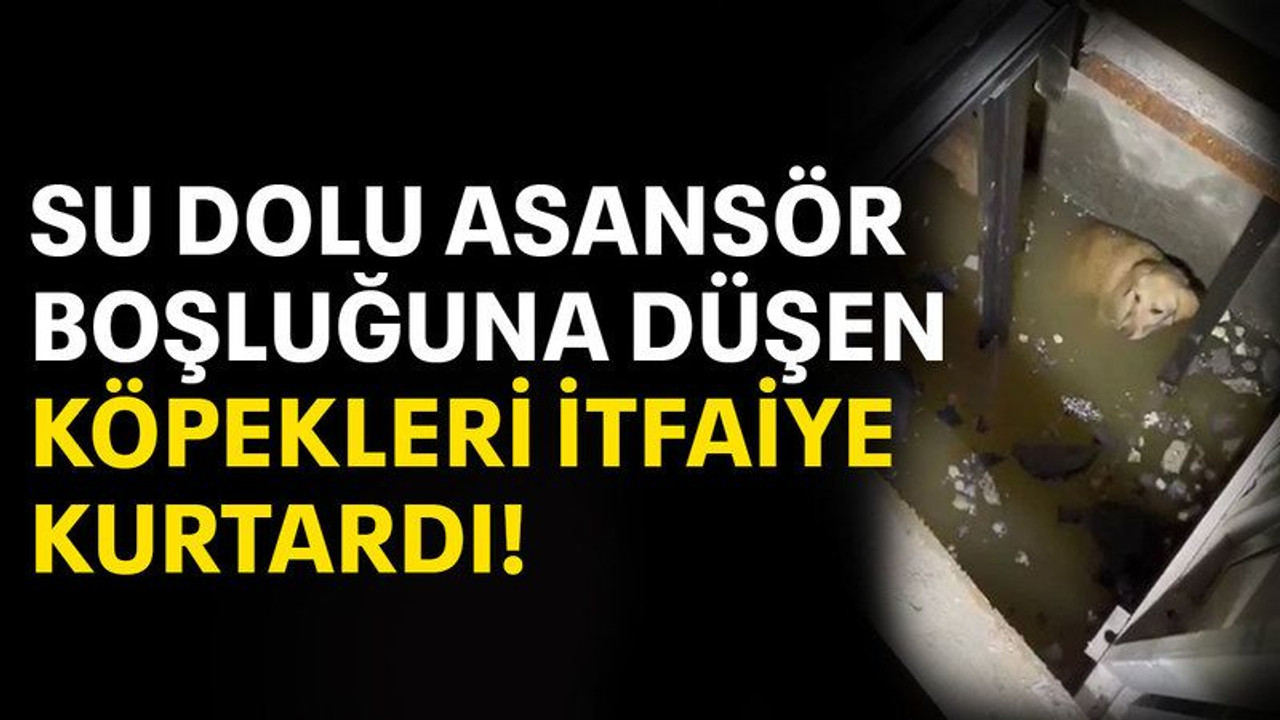 Su dolu asansör boşluğuna düşen köpekleri itfaiye kurtardı