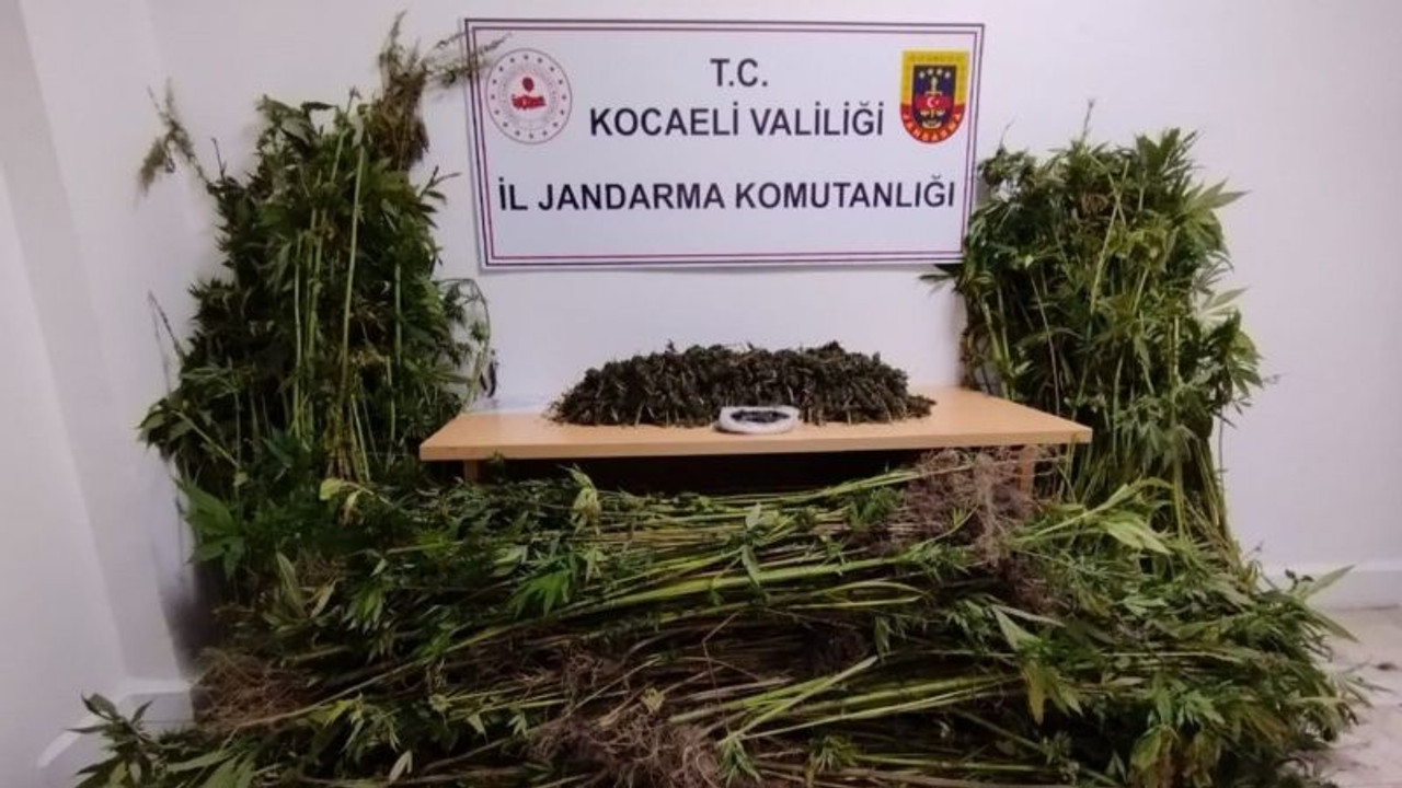 Kocaeli’ de bin 280 kök kenevir ile 11 kilo uyuşturucu ele geçirildi
