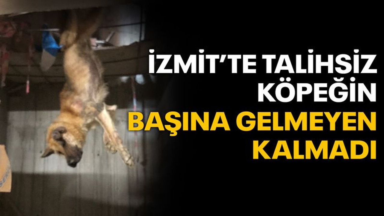 İzmit'te talihsiz köpeğin başına gelmeyen kalmadı