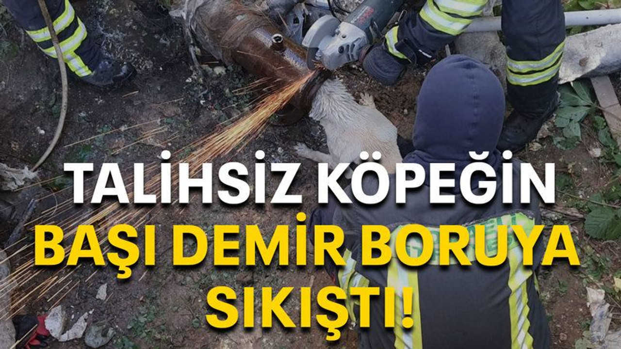 Talihsiz köpeğin başı demir boruya sıkıştı!