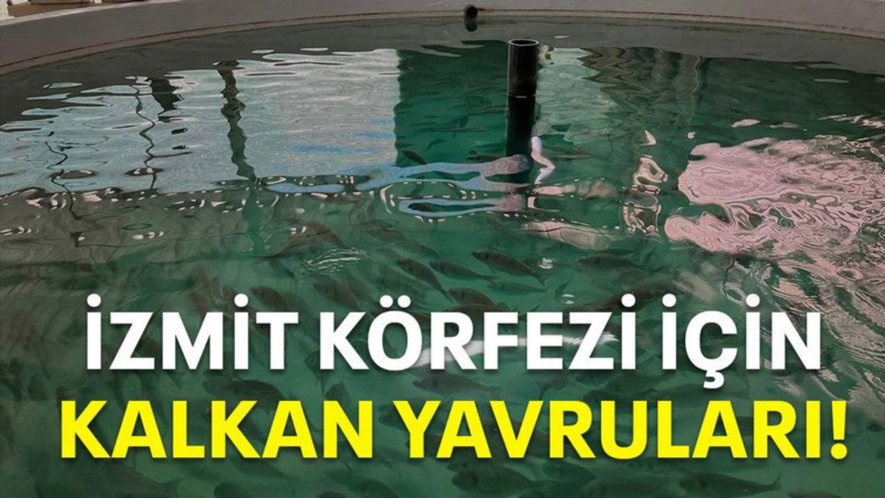 İzmit Körfezi için kalkan yavruları!