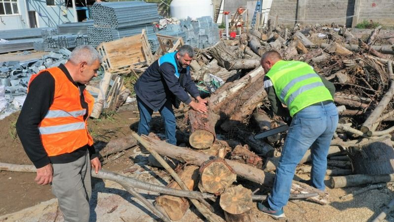 Budanan ağaç dalları yakacak odun olacak!