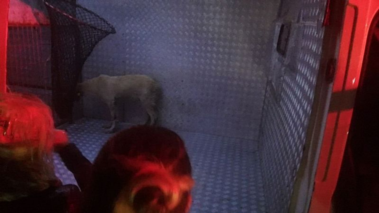 Aracın altına sıkışan köpeğin imdadına itfaiye ekipleri yetişti