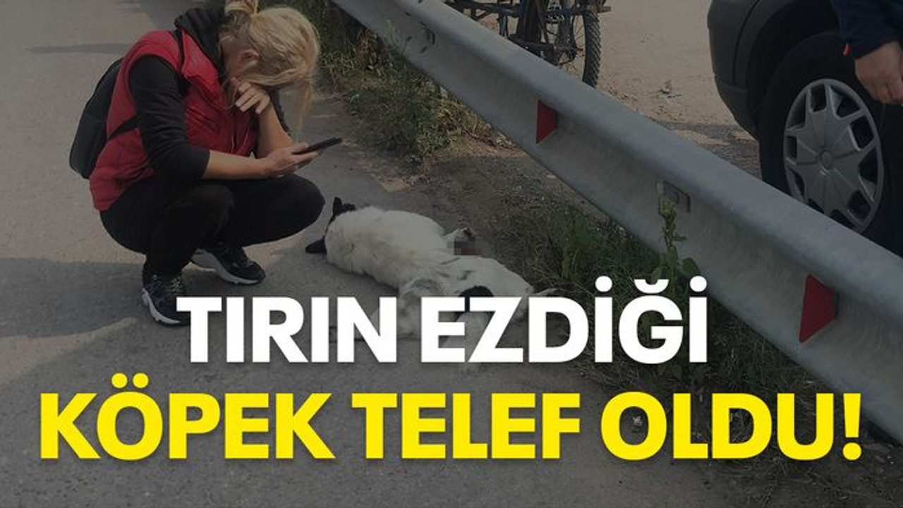Tırın ezdiği köpek telef oldu