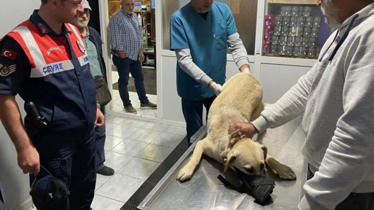 Jandarma ekiplerinin yaralı halde bulduğu köpek tedavi edildi