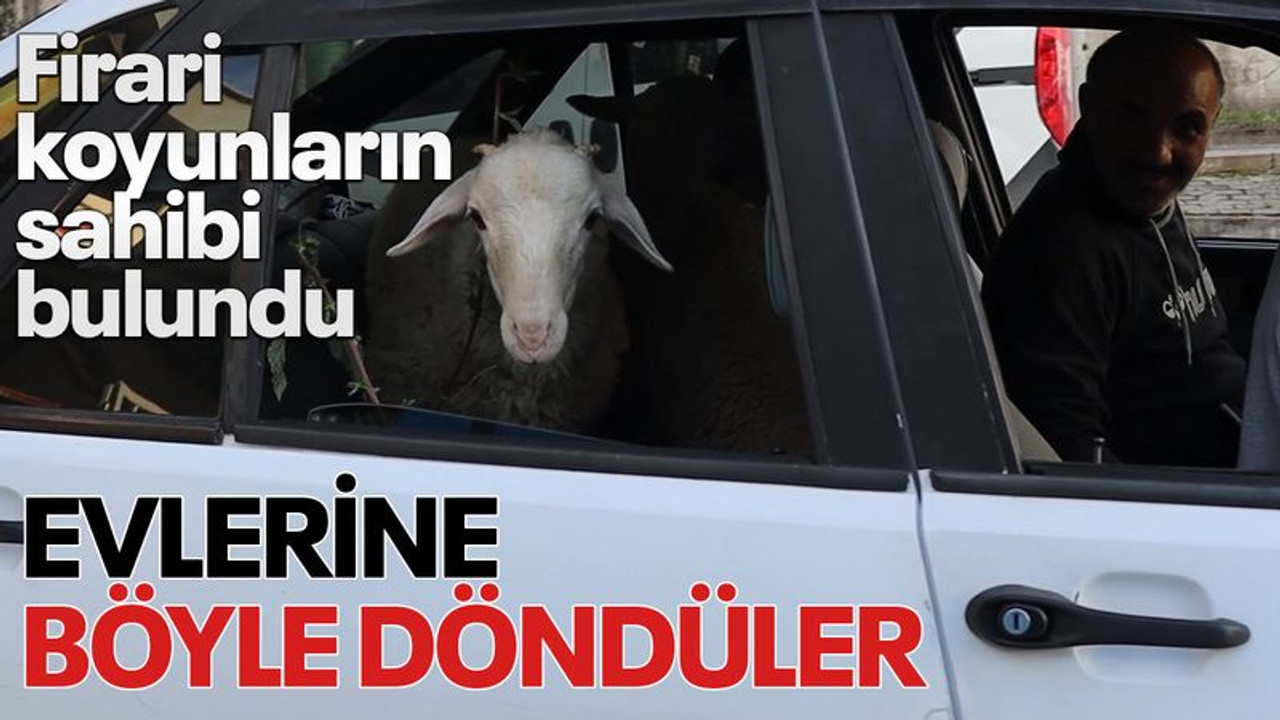 Firari koyunlar, evlerine otomobille döndü