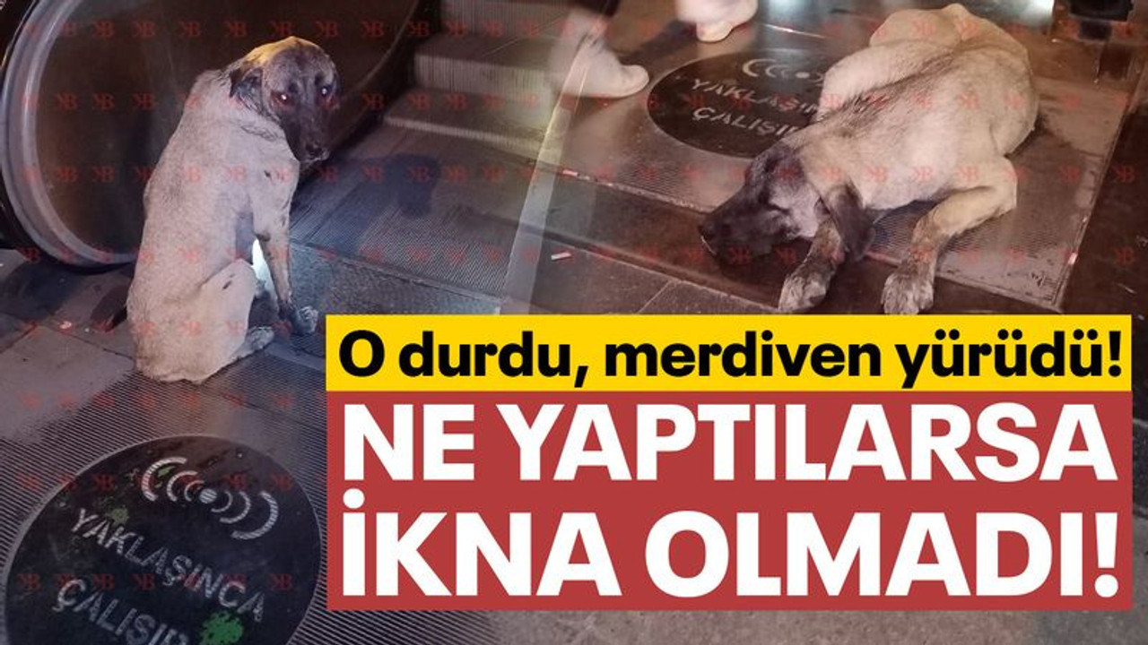 Ne yaptılarsa ikna olmadı! O durdu, merdiven yürüdü!